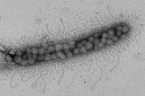 Топ-10 Интересных фактов о морской флоре и фауне