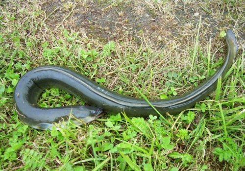 Топ-10 Интересных фактов о морской флоре и фауне