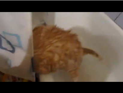 Очень толстый кот