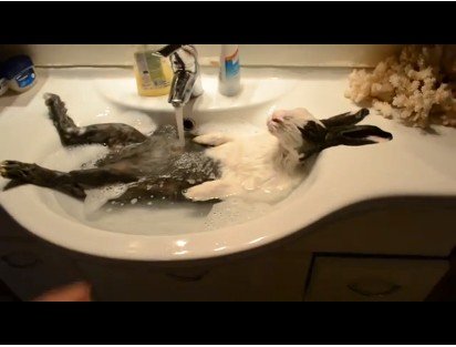 Кролик купается like a Boss :)