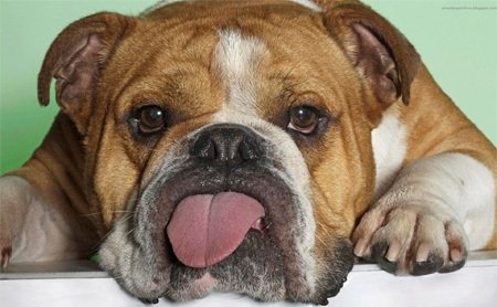 12 Невероятных людей, которые связали себя узами брака с животными 12 Невероятных людей, которые связали себя узами брака с животными