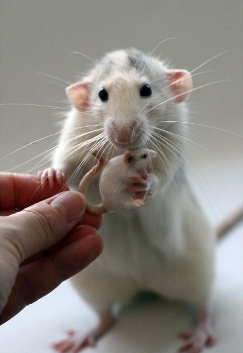 Жизнь в миниатюре гораздо привлекательнее (28 фото) Жизнь в миниатюре гораздо привлекательнее (28 фото)