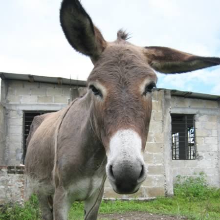 10 Невероятных историй о животных, которых арестовали 10 Невероятных историй о животных, которых арестовали