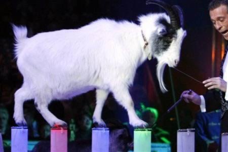 10 Невероятных историй о животных, которых арестовали 10 Невероятных историй о животных, которых арестовали