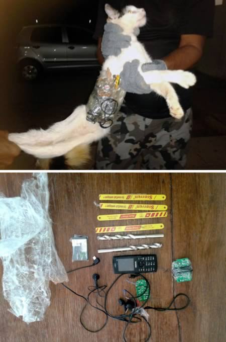 10 Невероятных историй о животных, которых арестовали 10 Невероятных историй о животных, которых арестовали