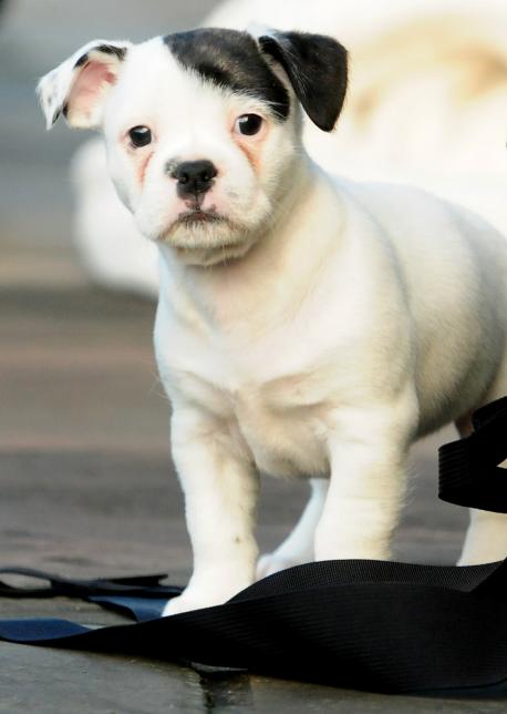 И хорошее настроение не покинет больше вас! (34 шт) И хорошее настроение не покинет больше вас! (34 шт)