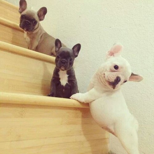 Мордашки-очаровашки (23 фото)