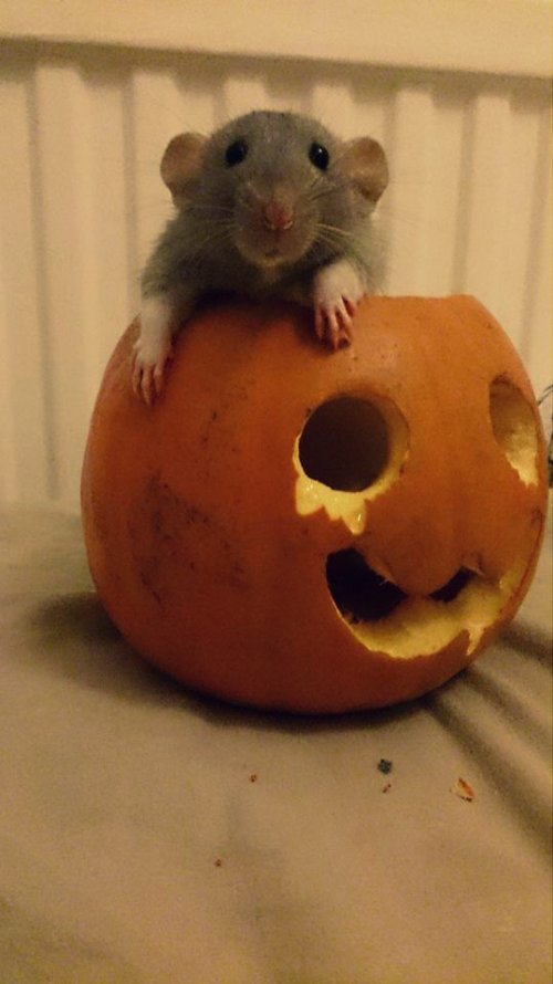 Мордашки-очаровашки (23 фото)