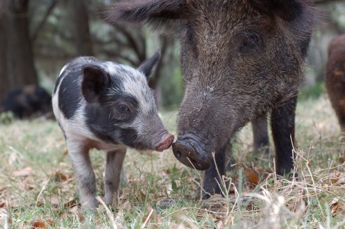 Мордашки-очаровашки (23 фото)