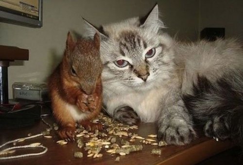 Мордашки-очаровашки (23 фото)