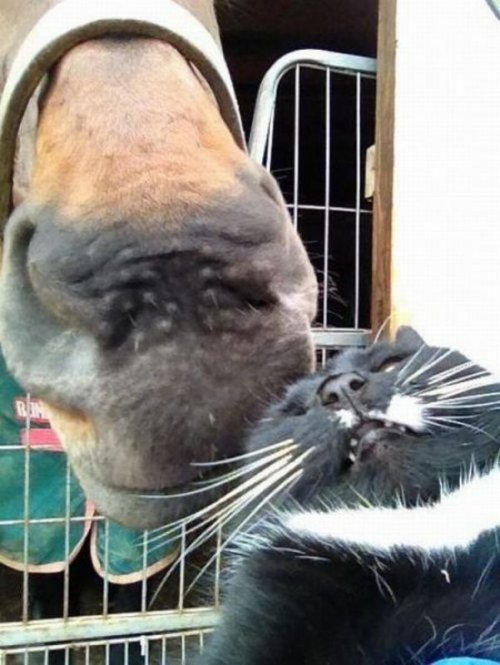 Мордашки-очаровашки (23 фото)