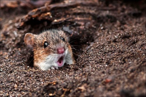 Мордашки-очаровашки (23 фото)