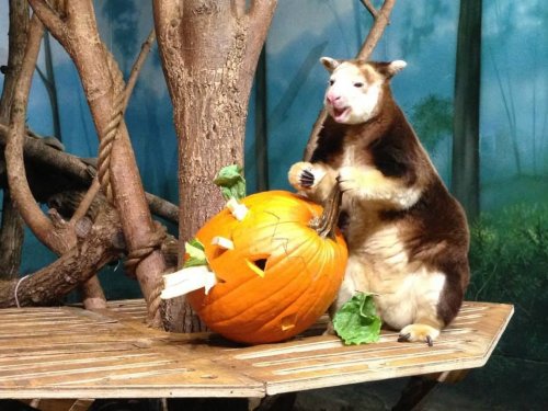 Мордашки-очаровашки (23 фото)