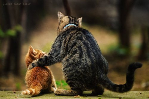 Мордашки-очаровашки (23 фото)