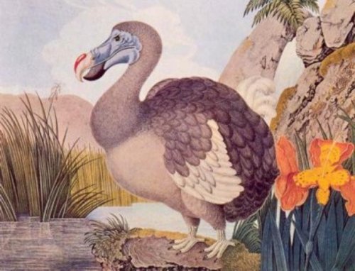 Топ-10 Интересных случаев гигантизма у животных