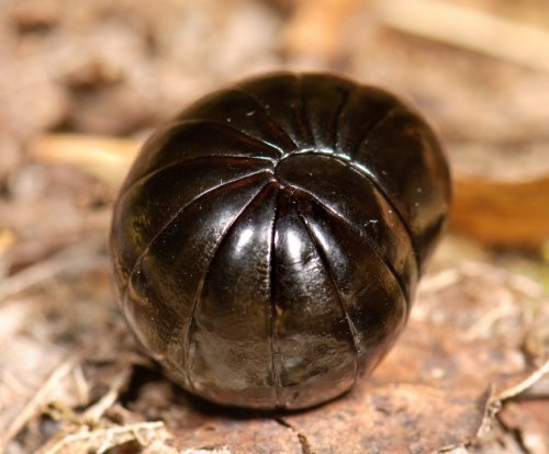 Топ-10 Интересных случаев гигантизма у животных