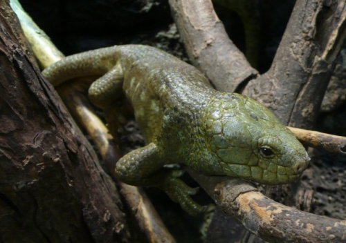 Топ-10 Интересных случаев гигантизма у животных