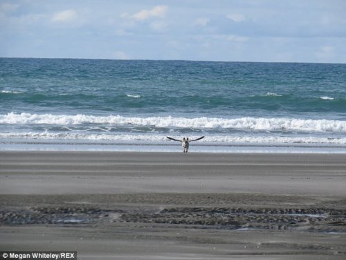 Загадочное животное на побережье Новой Зеландии (3 фото)