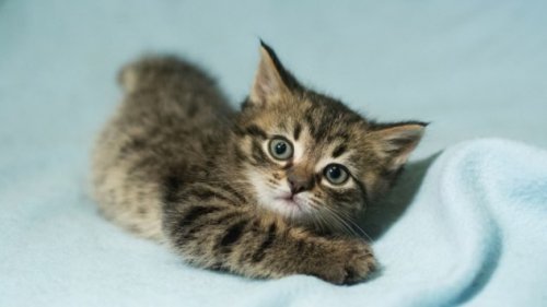 Топ-10 Странных фактов о колбасках и сосисках