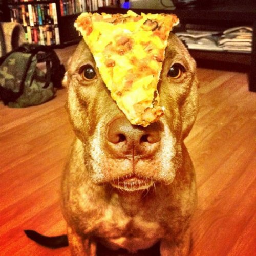 Невозмутимый пёс Скаут с ангельским терпением (29 фото)