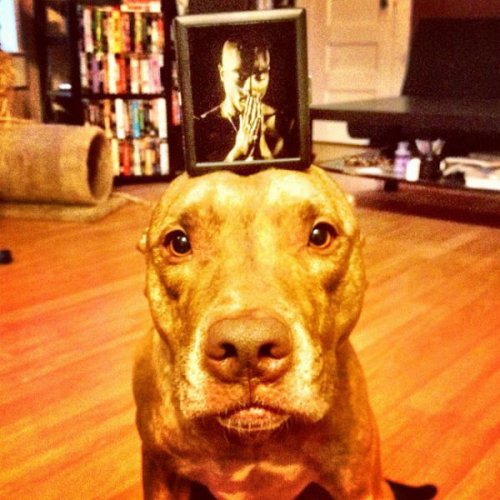 Невозмутимый пёс Скаут с ангельским терпением (29 фото)