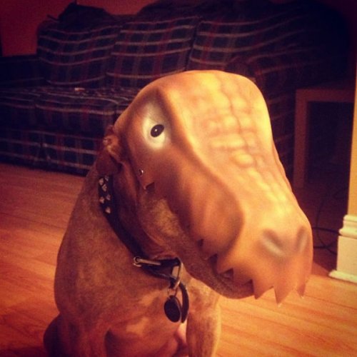 Невозмутимый пёс Скаут с ангельским терпением (29 фото)