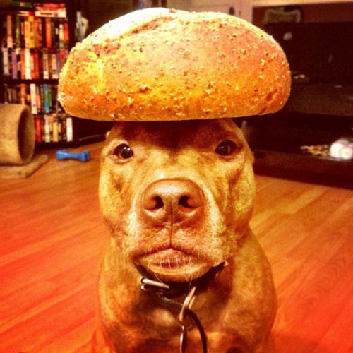 Невозмутимый пёс Скаут с ангельским терпением (29 фото)