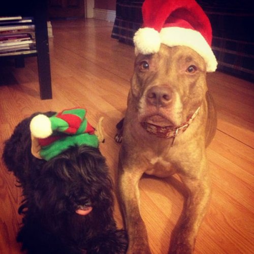 Невозмутимый пёс Скаут с ангельским терпением (29 фото)