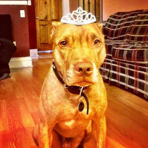 Невозмутимый пёс Скаут с ангельским терпением (29 фото)