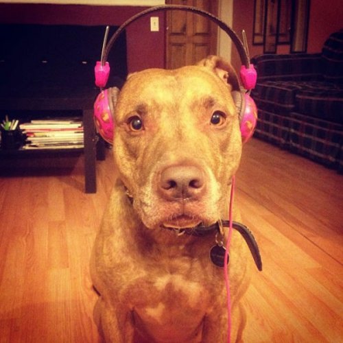 Невозмутимый пёс Скаут с ангельским терпением (29 фото)