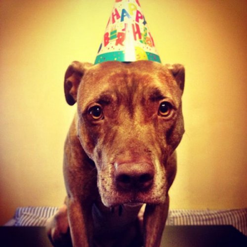 Невозмутимый пёс Скаут с ангельским терпением (29 фото)