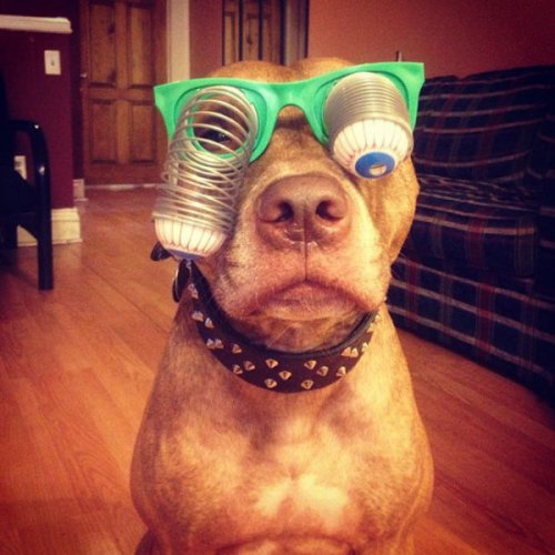 Невозмутимый пёс Скаут с ангельским терпением (29 фото)