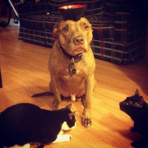 Невозмутимый пёс Скаут с ангельским терпением (29 фото)