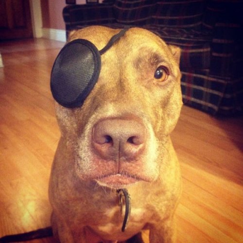 Невозмутимый пёс Скаут с ангельским терпением (29 фото)