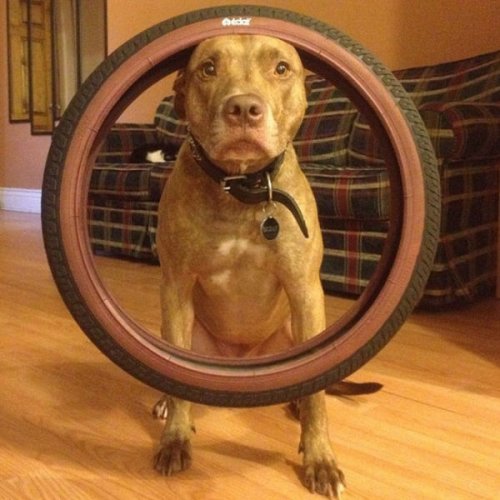 Невозмутимый пёс Скаут с ангельским терпением (29 фото)