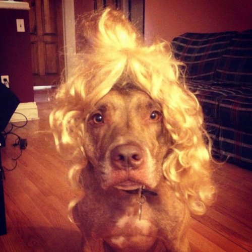 Невозмутимый пёс Скаут с ангельским терпением (29 фото)