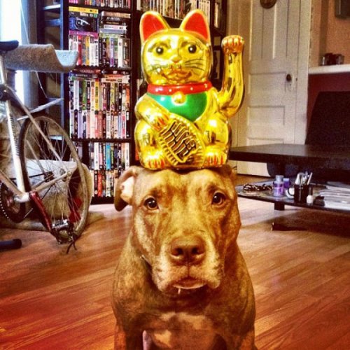 Невозмутимый пёс Скаут с ангельским терпением (29 фото)