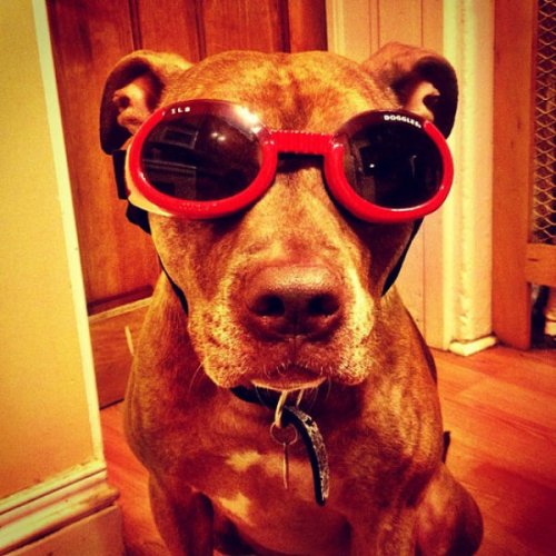 Невозмутимый пёс Скаут с ангельским терпением (29 фото)