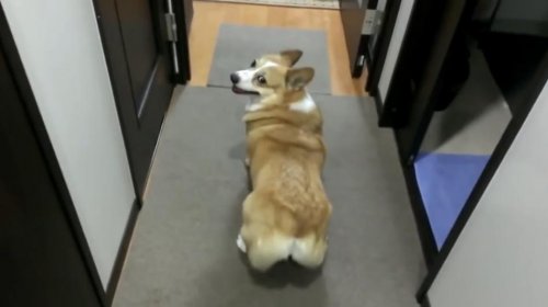 Собачья самба