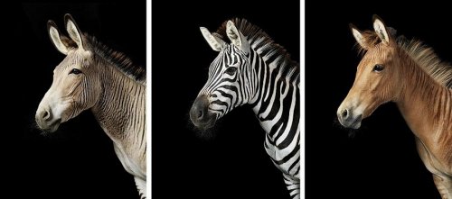 Экспрессивные фотографии лошадей в проекте Тима Флэка (23 фото)