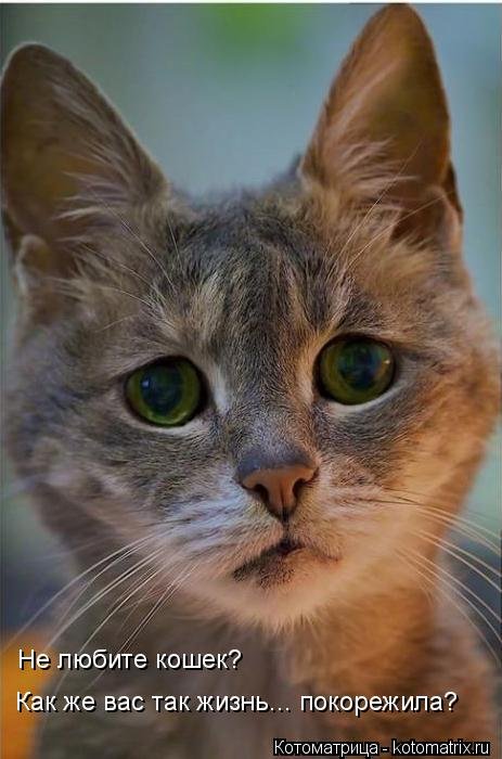 Новый сборник свежих котоматриц (30 шт) Новый сборник свежих котоматриц (30 шт)