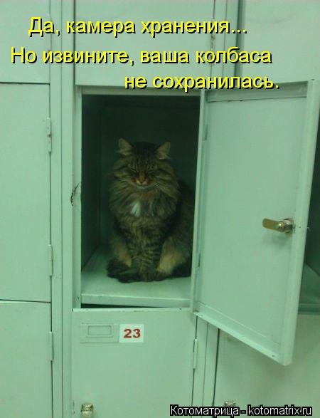 Новый сборник свежих котоматриц (30 шт) Новый сборник свежих котоматриц (30 шт)