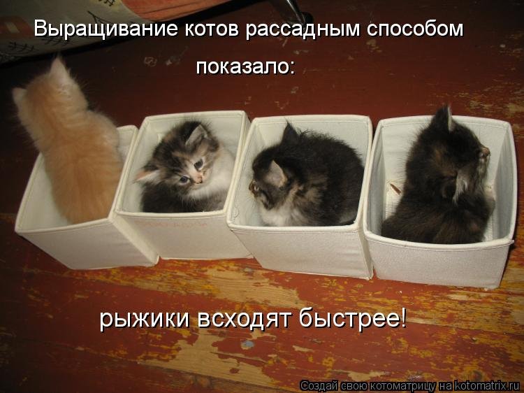 http://www.bugaga.ru/uploads/posts/2013-12/1387019233_novye-kotomatricy-28.jpg