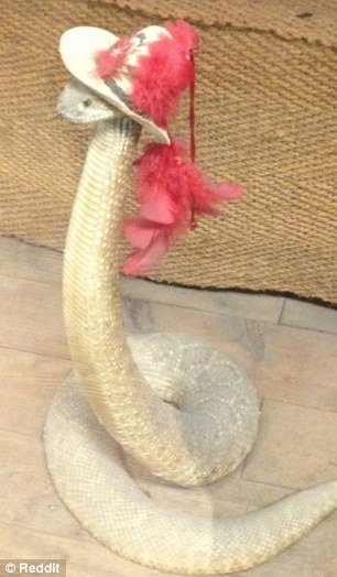 Новая фотозабава в Интернете: змеи в шляпах (12 фото)