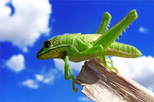 Хищники и их жертвы в одном теле (15 фото)