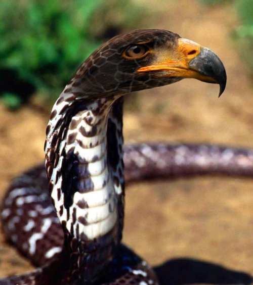 Хищники и их жертвы в одном теле (15 фото)