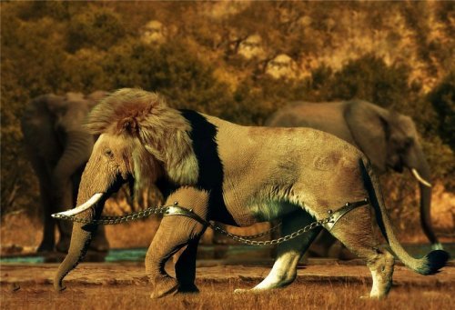 Хищники и их жертвы в одном теле (15 фото)