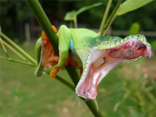 Хищники и их жертвы в одном теле (15 фото)