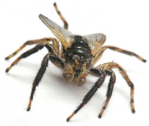 Хищники и их жертвы в одном теле (15 фото)