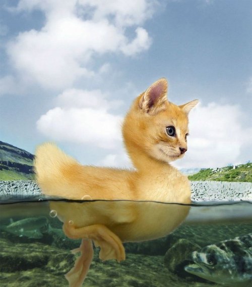 Хищники и их жертвы в одном теле (15 фото)